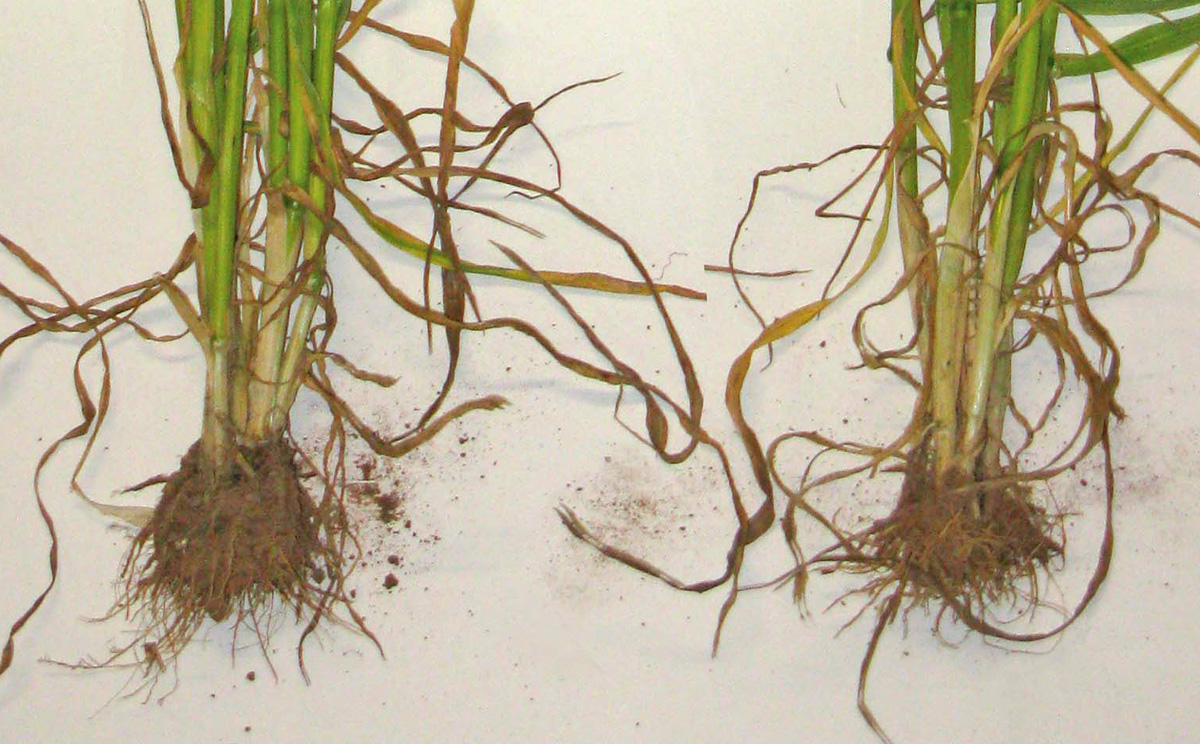 roots stem comparison