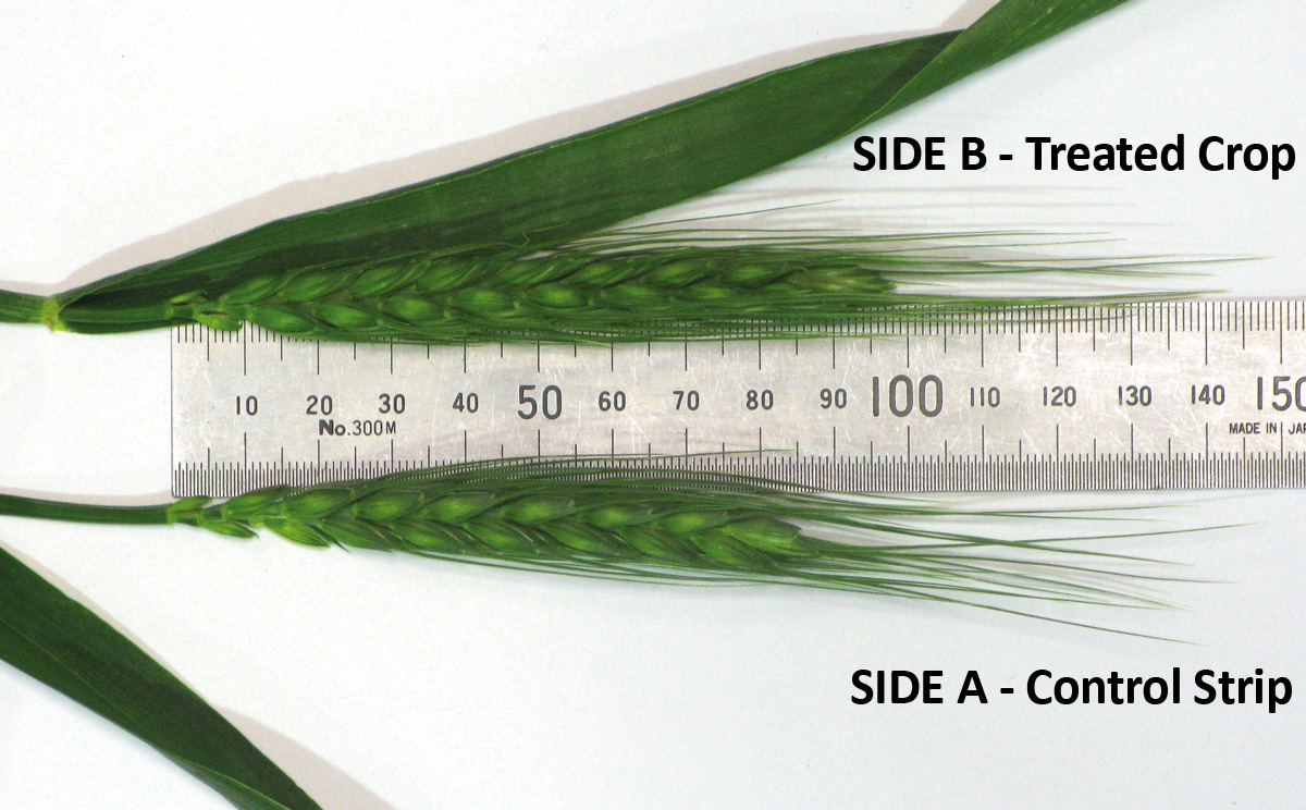 wheat head comparison